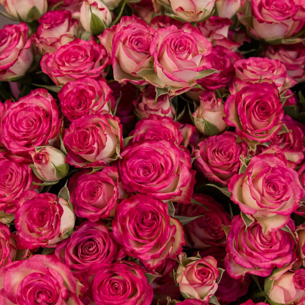 Букет «Розовый бум» – пышные кустовые розы в нежно-розовых тонах Тюмень Тюменская область